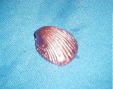 Concha pequena metalizada em cobre brilhante