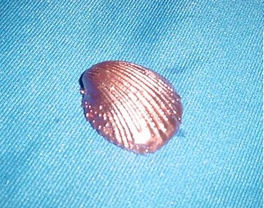 Concha pequena metalizada em cobre brilhante