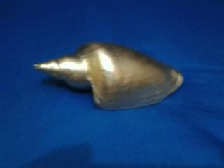 Concha do mar com banho de cobre